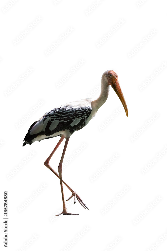 Fototapeta premium Painted Stork isolated on white background