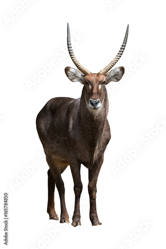 фотографія Waterbuck  isolated on white background