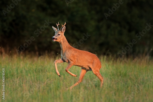 Fototapeta Naklejka Na Ścianę i Meble -  european roe deer, capreolus capreolus, Czech republic