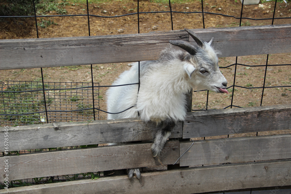Obraz premium animal, beauty, curious goat, fence, goat, horns, mesh, nature, white goat, white wool, zoo