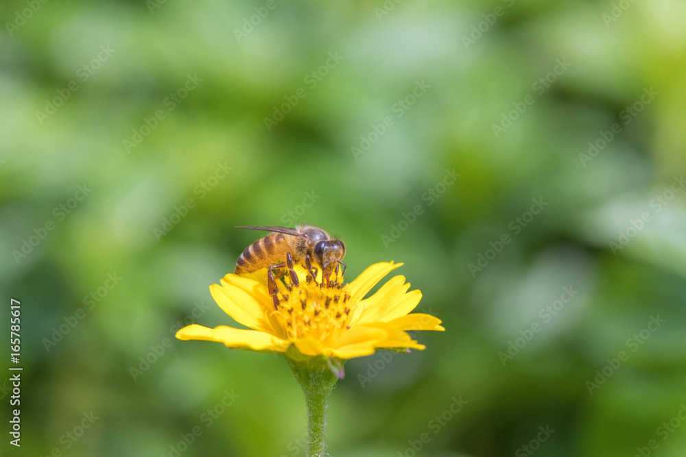 A beautiful bee on yellow flower with Nature background