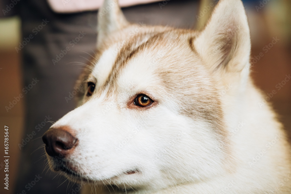 Fototapeta premium Red Adult Siberian Husky Dog Close Up Portrait