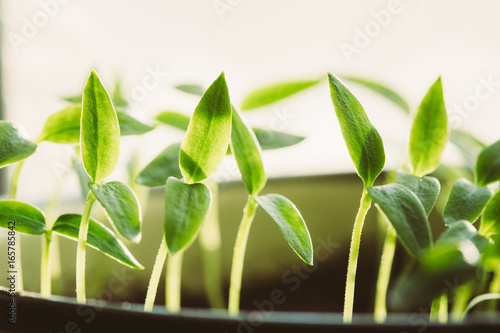 Young Sprouts With Green Leaf Or Leaves Growing From Soil. Spring