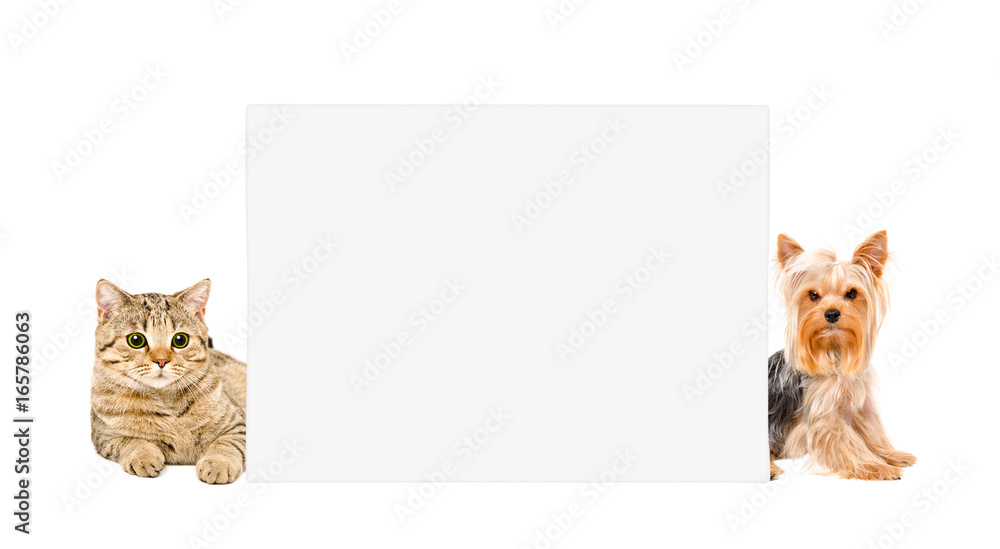 Naklejka premium Cat Scottish Straight and Yorkshire terrier, sitting behind banner, isolated on white background
