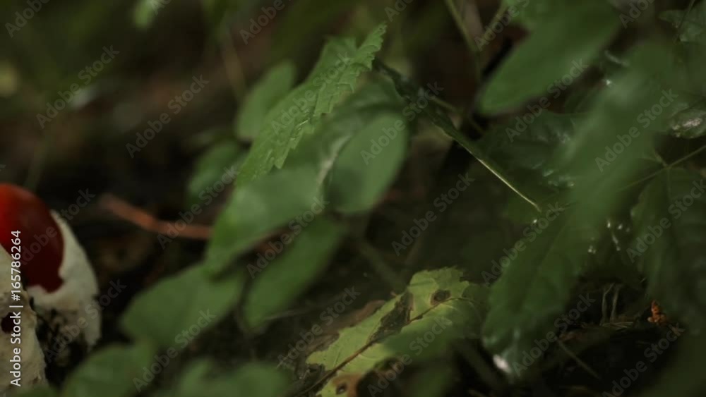 野生の食用キノコ タマゴタケ 野生の食用キノコ タマゴタケ