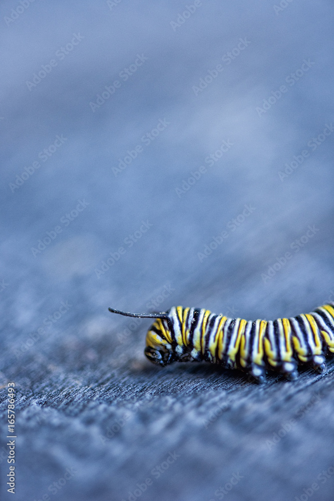 Naklejka premium Monarch Caterpillar