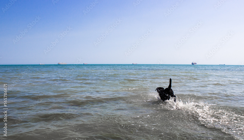 black labrador running on beach. Sea waves on background black labrador running on beach. Sea waves on background