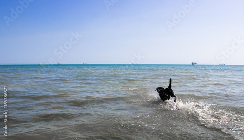 black labrador running on beach. Sea waves on background