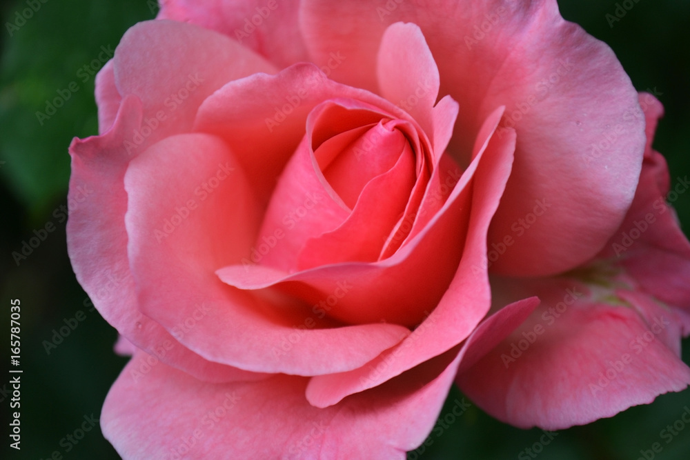 Roses every day Roses every day