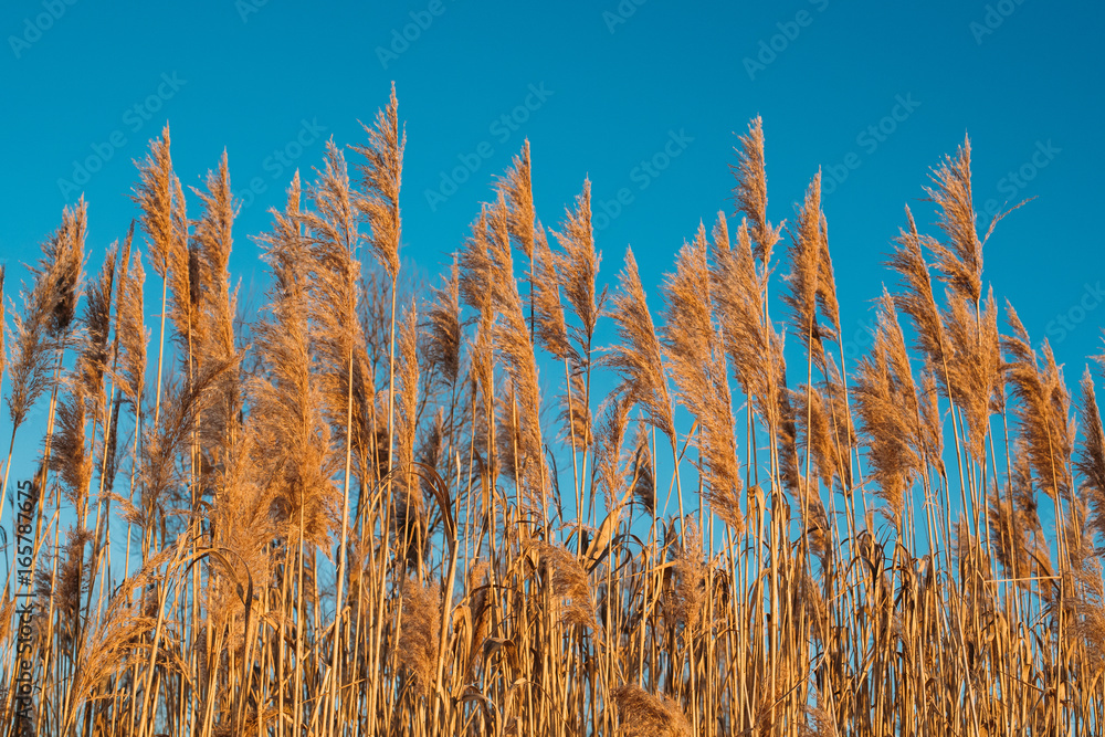 Fototapeta premium Dry Grass In Sunset Sunlight On Blue Sky Background. Beautiful Wild Plants