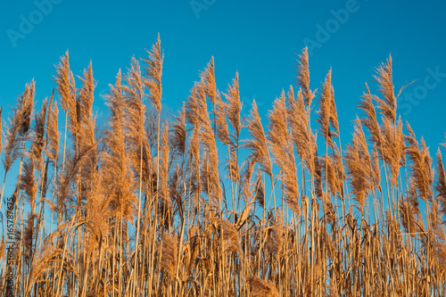 Dry Grass In Sunset Sunlight On Blue Sky Background. Beautiful Wild Plants