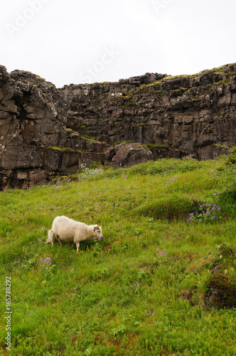 Goat in Thingvellir National Park,Iceland.