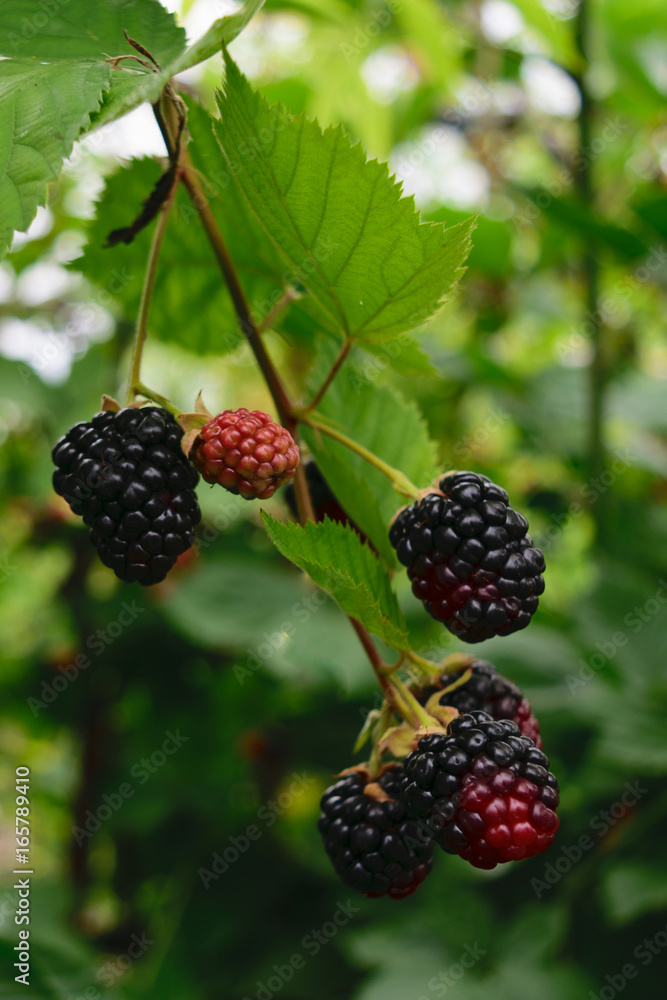 wild blackberries - organic, fresh berries. wild blackberries - organic, fresh berries.