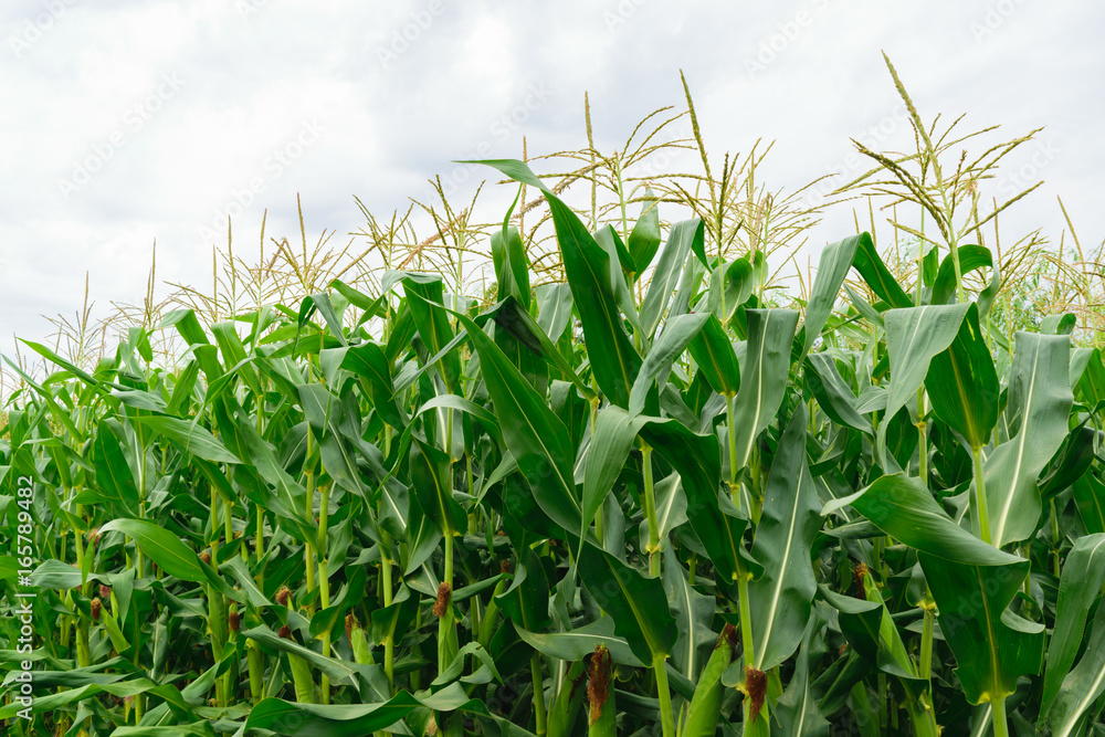 Fototapeta premium close up of organic green corn field - countryside agriculture