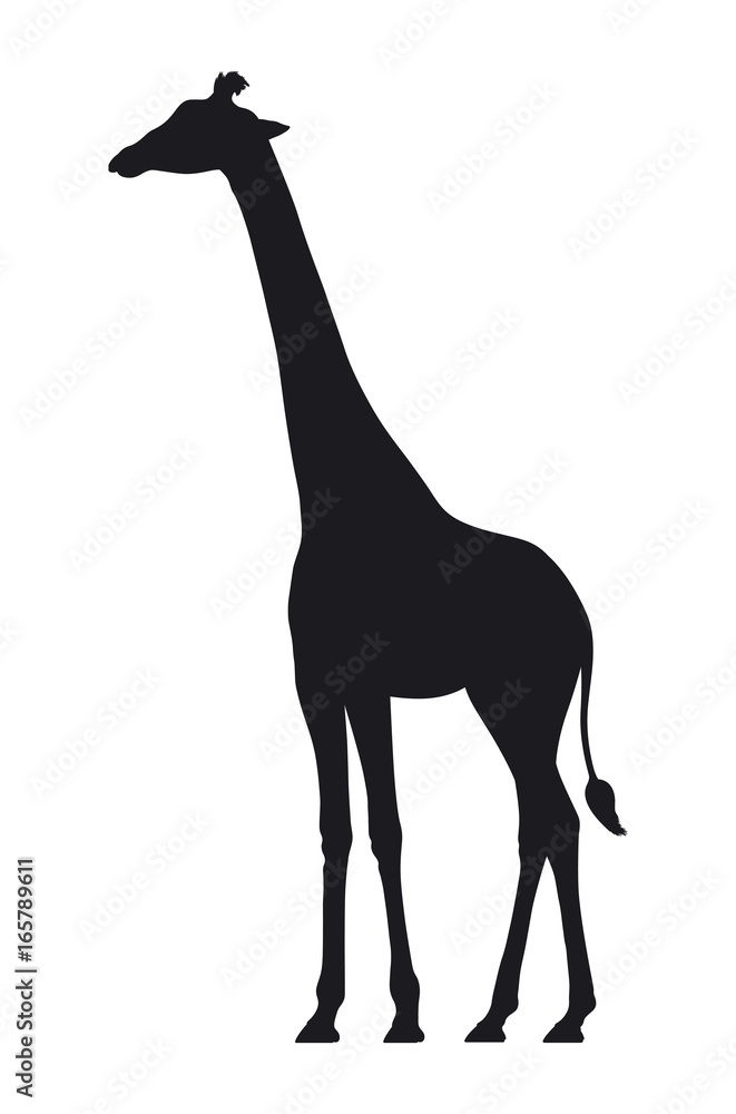 Obraz premium Sylwetka wektor żyrafa na białym tle