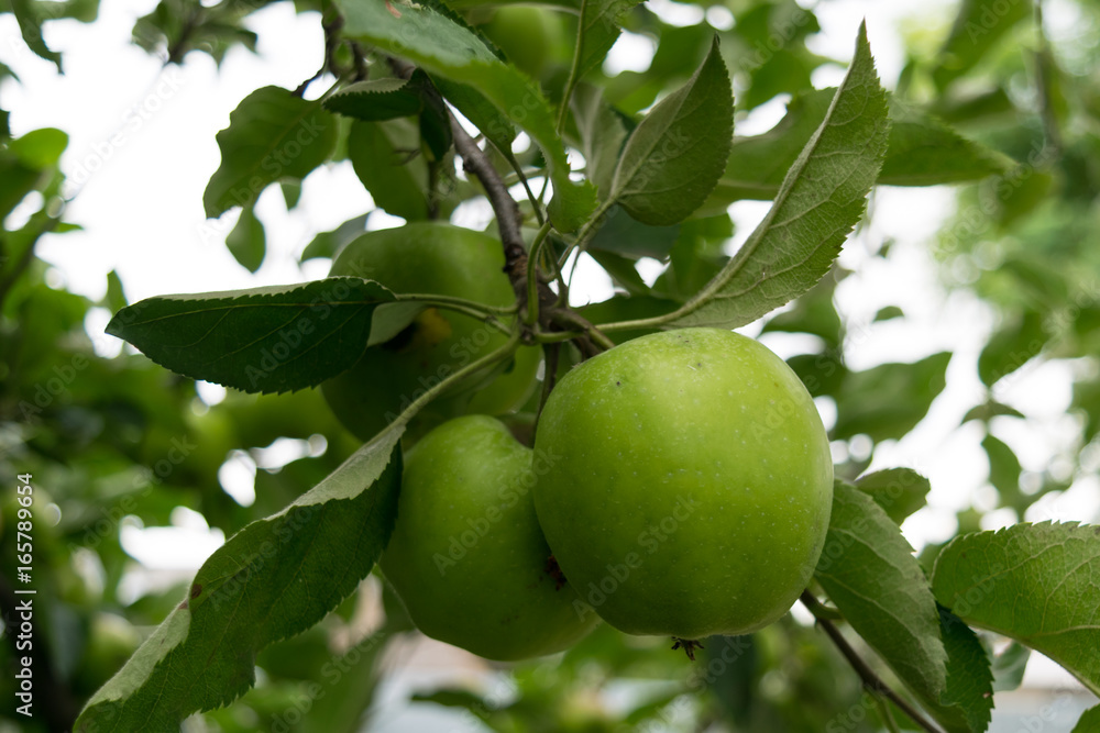 unpicked fresh organic green unripe apples with natural leaves background unpicked fresh organic green unripe apples with natural leaves background