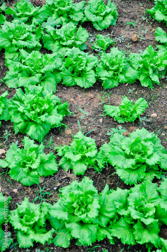 Green Batavian Lettuce