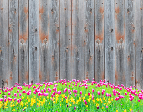 tulips on the flower-bed near the fence