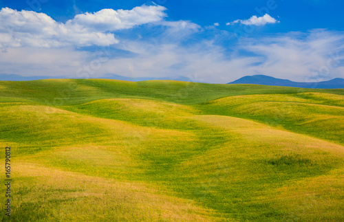 Rolling hills  green fields in Tuscany  Italy