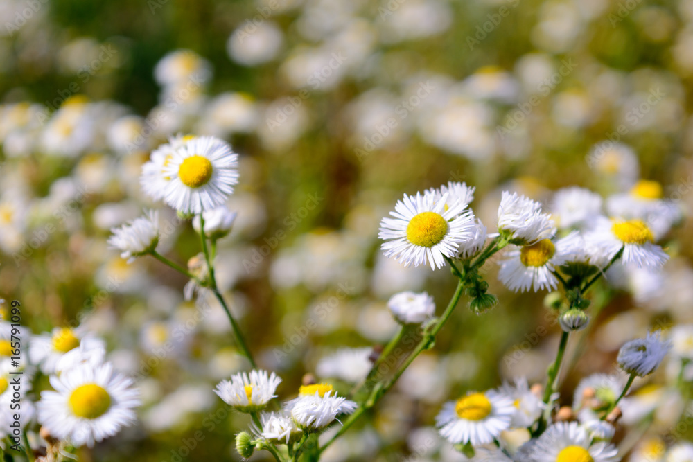 Wild camomile flowers growing on green meadow Wild camomile flowers growing on green meadow