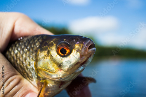 Fototapeta Naklejka Na Ścianę i Meble -  rudd caught on hook against water and cane