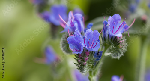 Beautiful wild flowers landscape. Poisonous plant Echium vulgare viper s bugloss and blueweed flowering plant in the borage family Boraginaceae