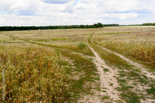 green grass under blue sky