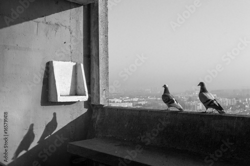 oiseaux sur bord, maison radieuse, Rezé, Nantes, France photo