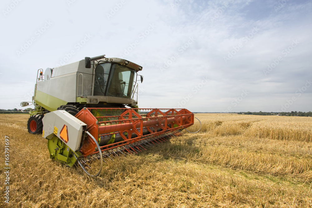 Fototapeta premium Mietitrebbia