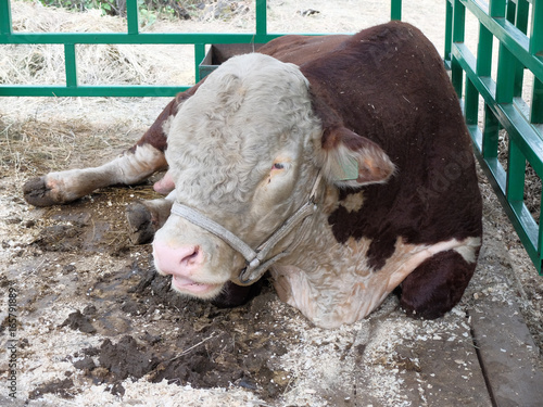 Bull of the breed - Hereford. Siberian agrotechnical exhibition-fair "Agro-Omsk 2017"