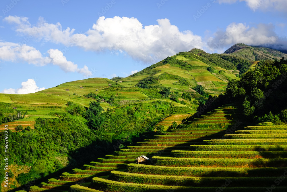 Landscape of terraced rice field in Northern Vietnam