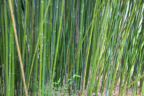 Bambous au jardin en été