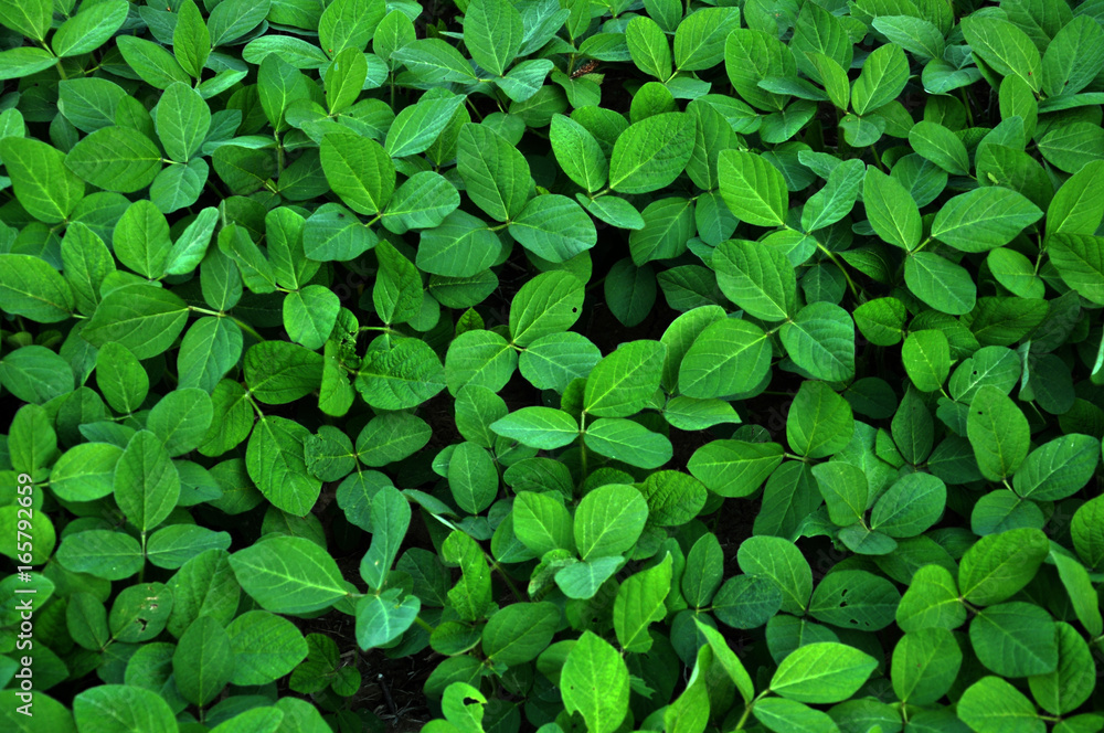 Soy grows in the field Soy grows in the field