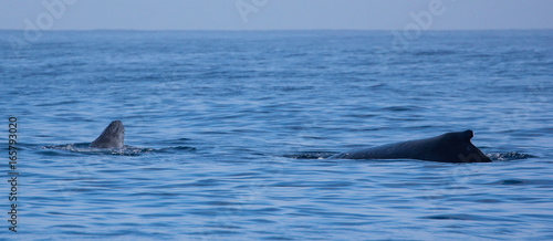 Saison baleine de l   le de la R  union 2017 - Baleine et baleineau