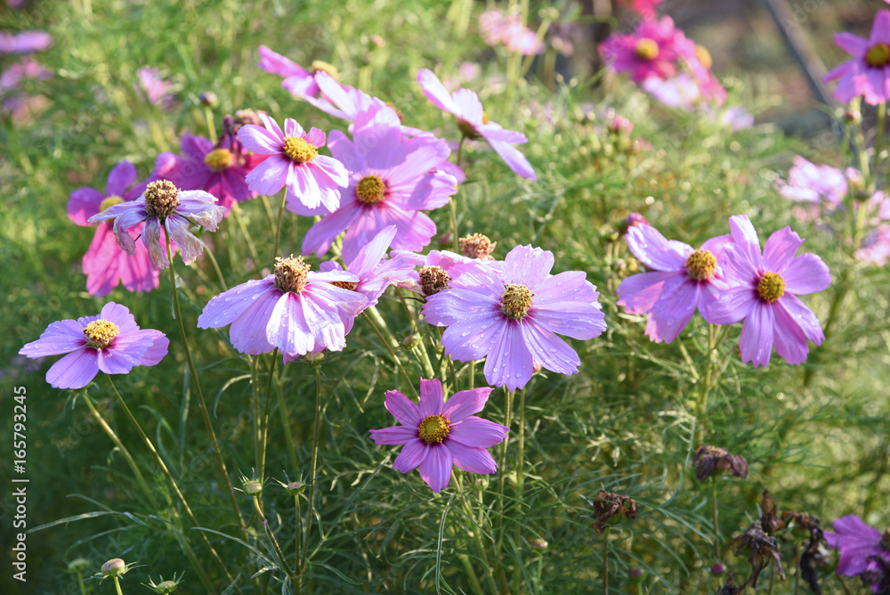 closed up the purple cosmos field