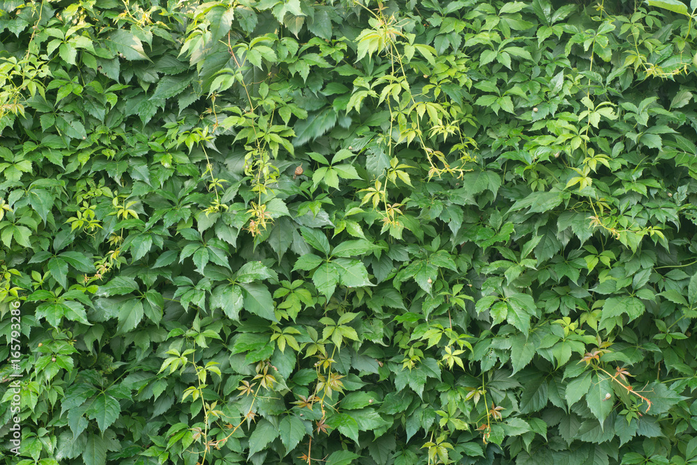 background of green wine leaves background of green wine leaves