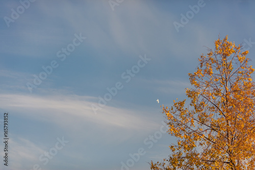 Background with clouds on a beautiful blue autumn sky. Seagull in the sky