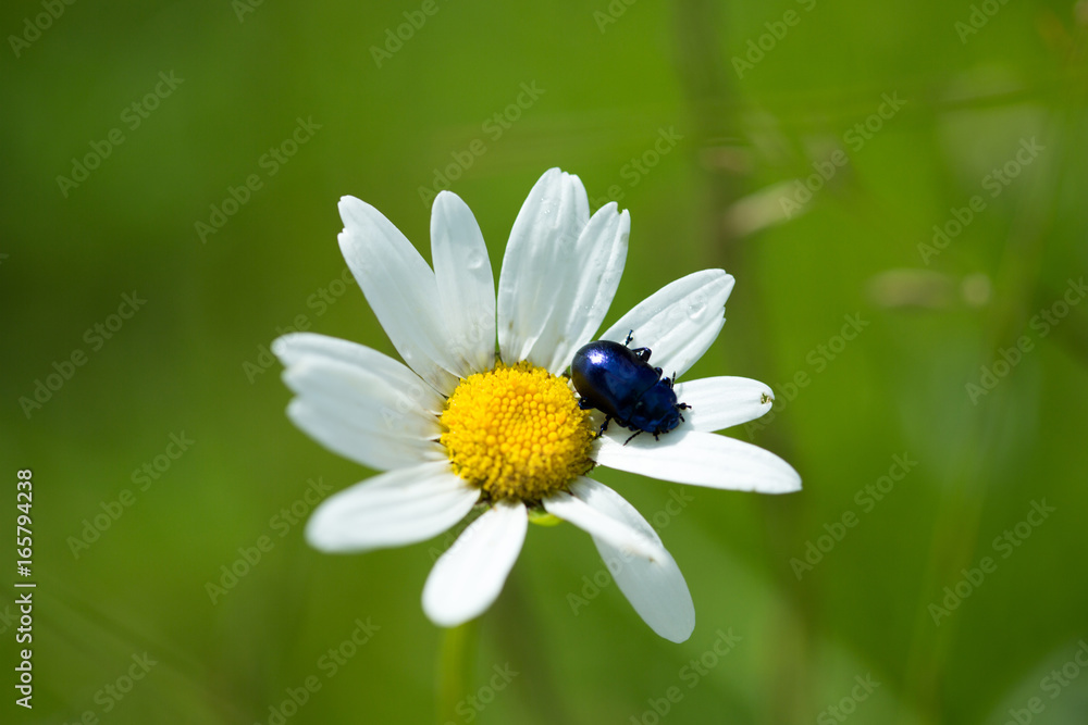 Obraz premium Black beetle on chamomile flower