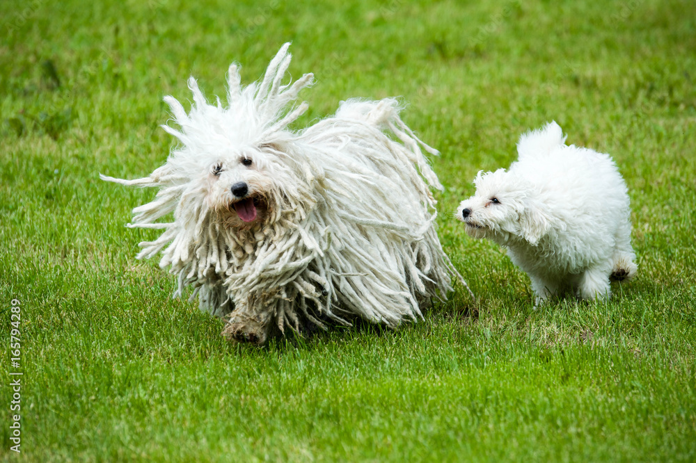 Puli Hund spielt mit Welpe Photo | Adobe Stock