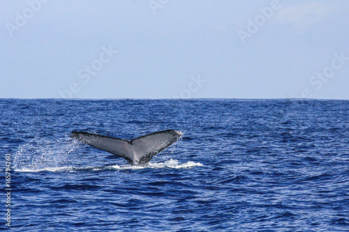 Saison baleine de l'île de la Réunion 2017 - Baleine et baleineau