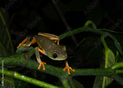 Perereca-verde (Hylomantis granulosa) photo