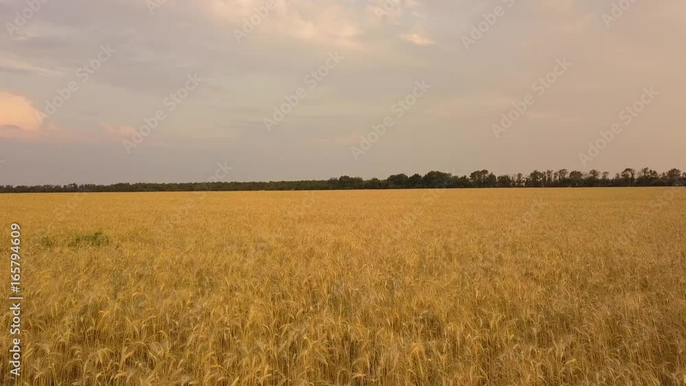 Flight over the wheat field. Aerial view. Wheat harvest Flight over the wheat field. Aerial view. Wheat harvest