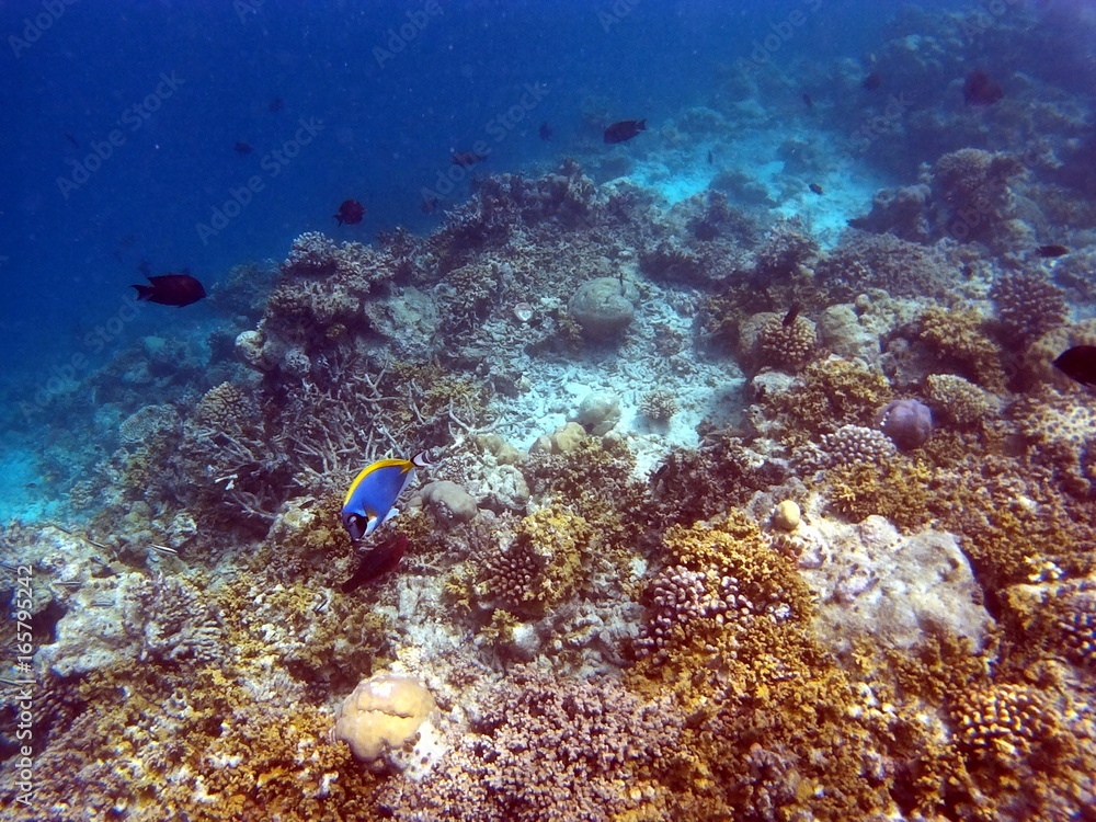 Fototapeta premium Tropical Coral Reef Fishes of Indian Ocean