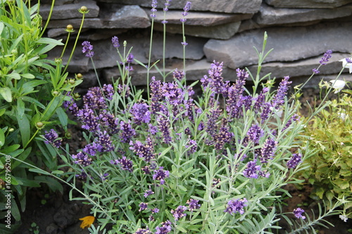 Lavendel