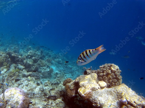 Tropical Coral Reef Fishes of Indian Ocean