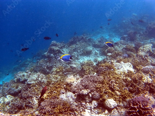 Tropical Coral Reef Fishes of Indian Ocean © Antanaskovic