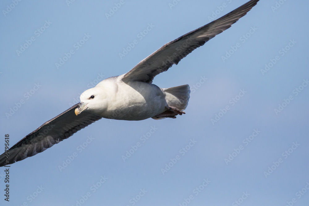 Fulmar (Fulmarus glacialis) in flight Fulmar (Fulmarus glacialis) in flight
