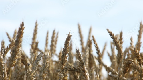 小麦畑