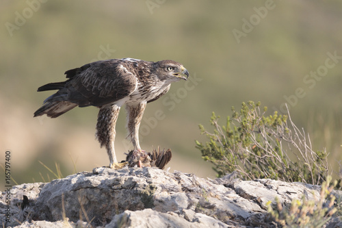 Bonelli's eagle_01