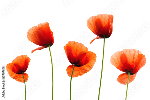  Red poppies isolated on white background